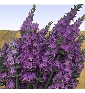 Findlavender Lavender Sensational Dark Purple Flowers (2.5QT Size Pot, Bee Friendly, Evergreen Pl...