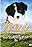 Mist: The Tale of a Sheepdog Puppy