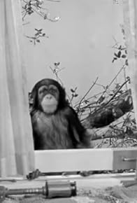 Primary photo for My Son, the Chimp