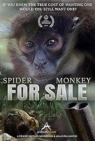 Primary photo for Spider Monkey for Sale