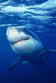 Primary photo for Great White Shark