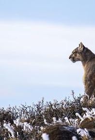 Primary photo for Pumas: Legends of the Ice Mountains