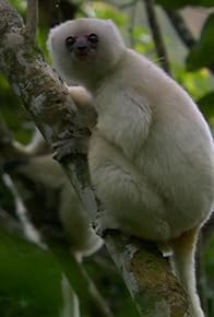 Primary photo for Madagascar, Lemurs and Spies