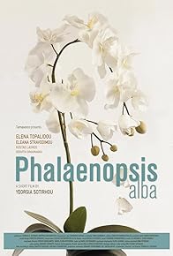 Primary photo for Phalaenopsis Alba