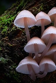 Primary photo for Fungi: The Web of Life