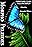 Morpho Peleides