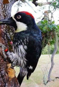 Primary photo for Woodpeckers: The Hole Story