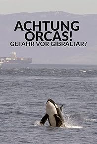 Primary photo for Achtung Orcas! Gefahr vor Gibraltar?