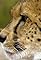 Africa's Big Cats's primary photo