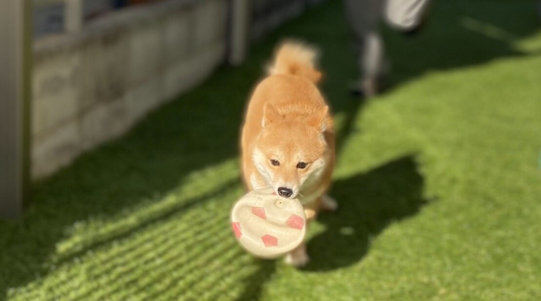 自宅ドッグランで走る柴犬