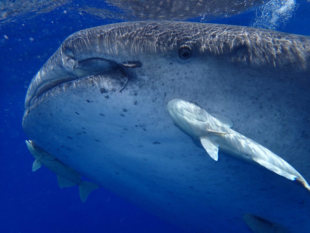 Whaleshark