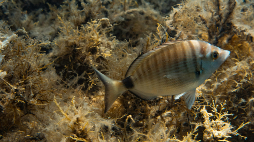 A fish in some seaweed