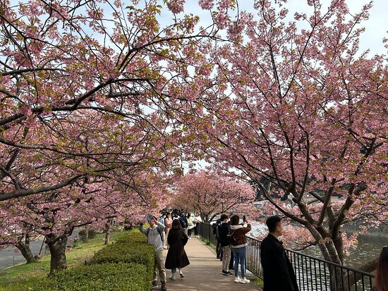 Tripadvisor提供の桜並木