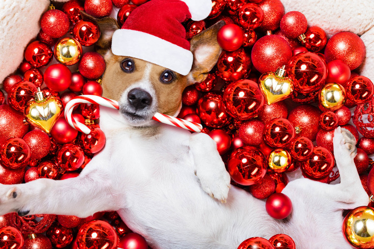 Dog on christmas card