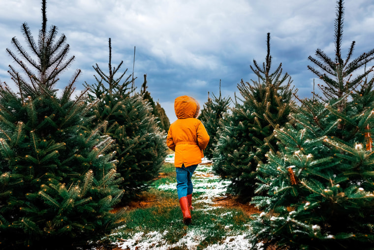 a child walking through a row of Christmas trees on a farm