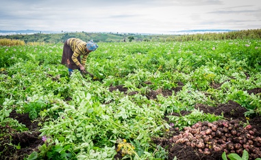 Regenerative Agriculture: A Force for Changing the World