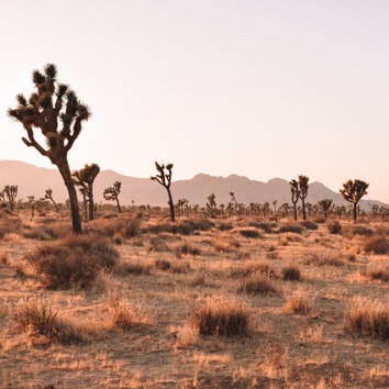 The 10 Best Hikes in Joshua Tree for Surreal Desert Views