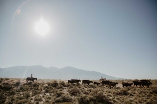 Rounding up cattle at Ranchlands Colorado