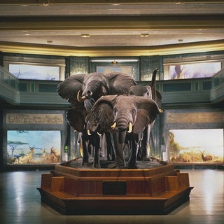 Truly one of the world's great natural history museums the American Museum of Natural History spans four city blocks...