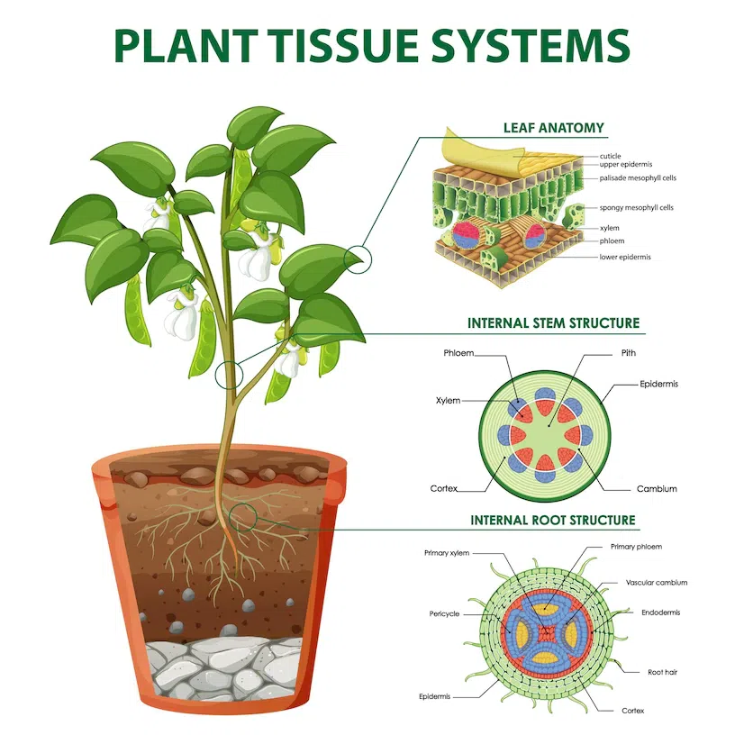 Plant Structure