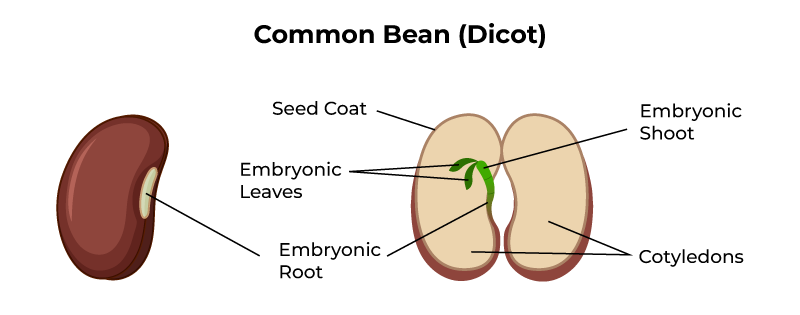 Dicot Root