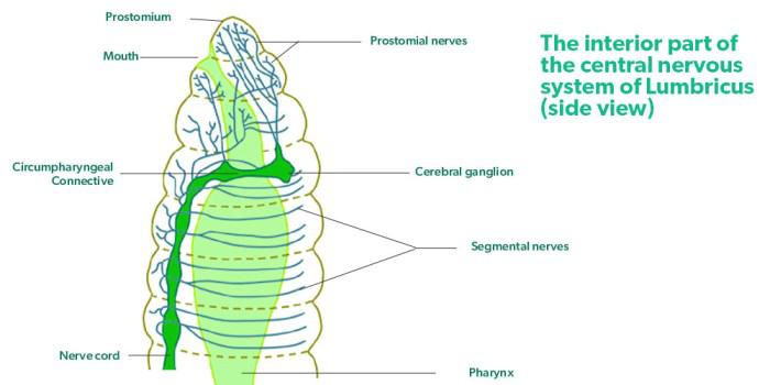 Nervous System Earthworm