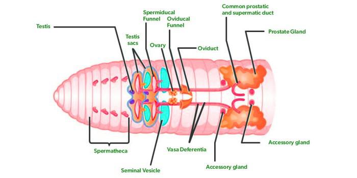 Reproductive system of Earthworm