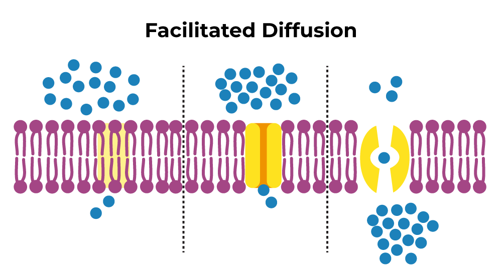 Facilitated Diffusion