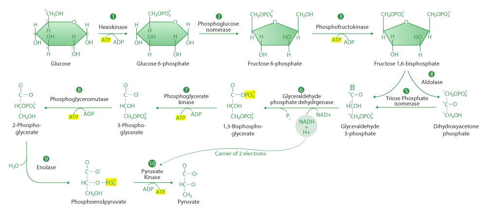 Glycolysis