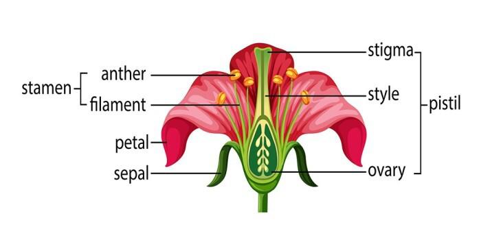 Structure of Pistil