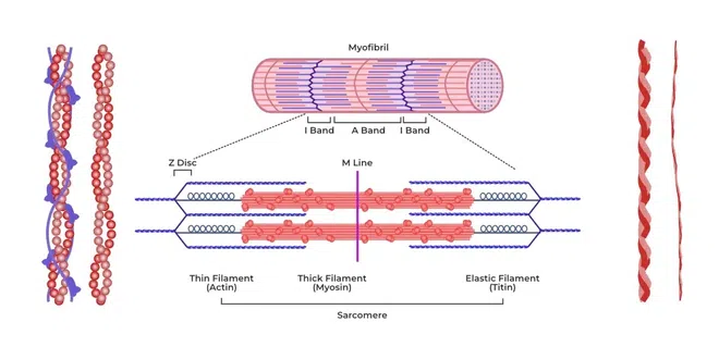 Diagram of a Sarcomere of Skeletal Muscle