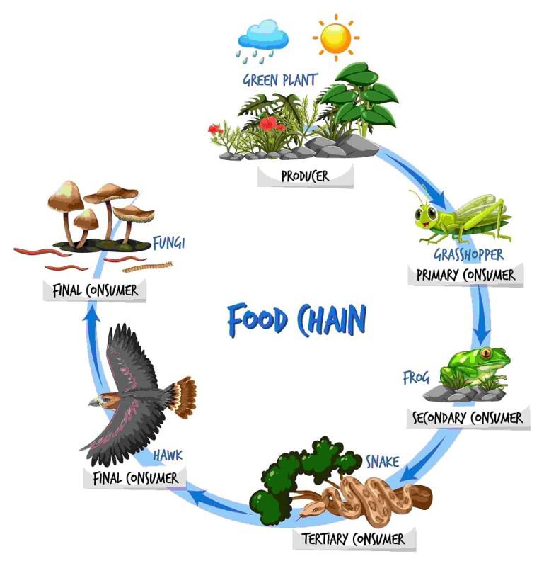 Food Chain