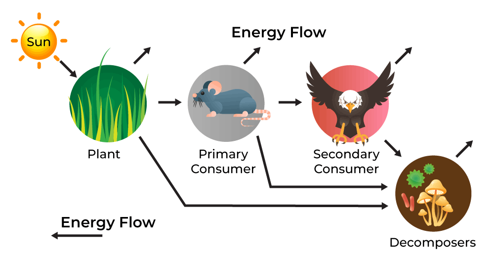 Energy-flow-of-ecosystem-diagram