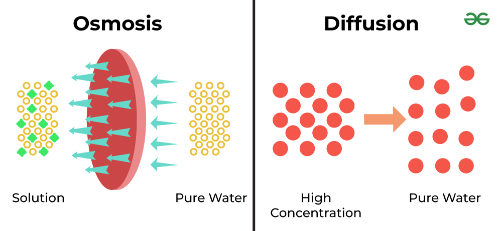 Diffusion-and-Osmosis