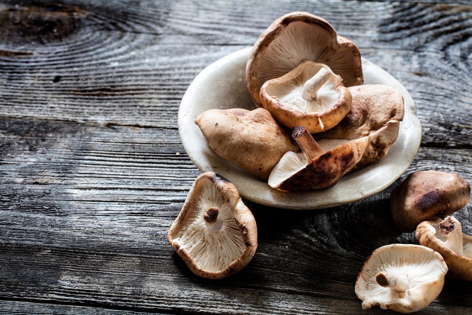 Image may contain Plant Mushroom Fungus Agaric and Amanita