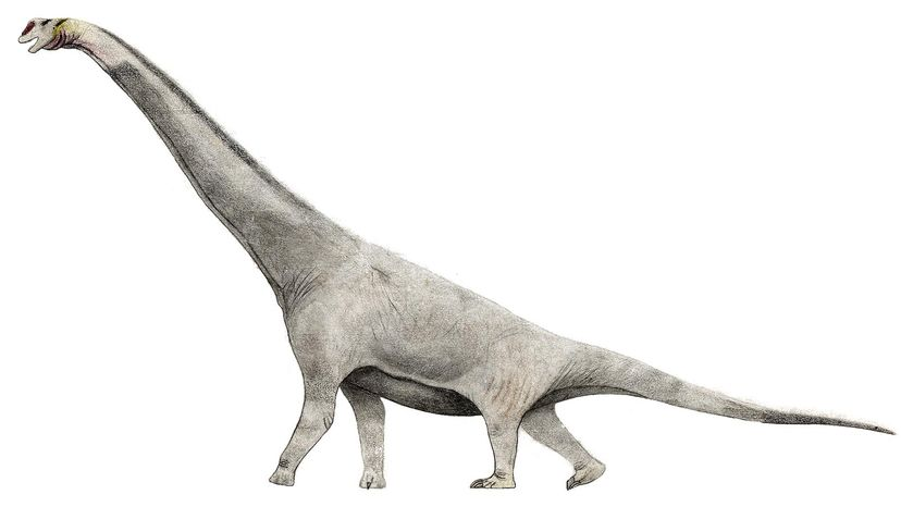 brachiosaurus	