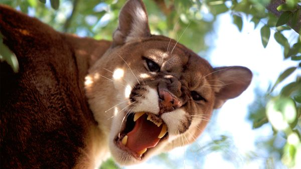 mountain lion