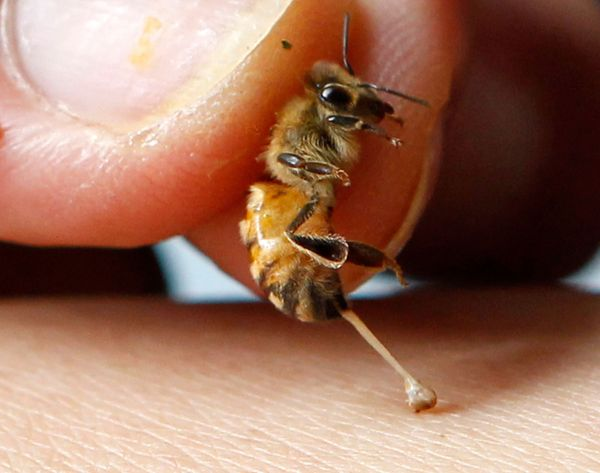 Nobody WANTS to get stung by a bee, right? Actually, yes they do.