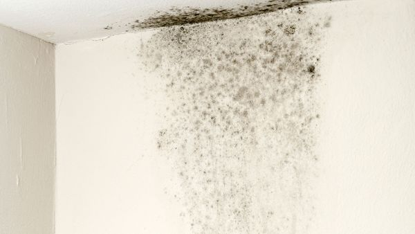 black mold on wall