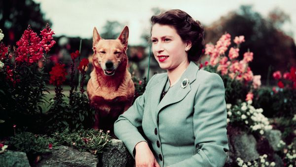 Women outdoors petting a dog animal.