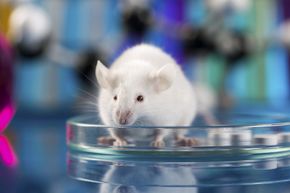 mouse and petri dish