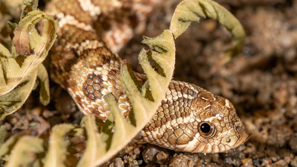 Snake slithering under some greenery