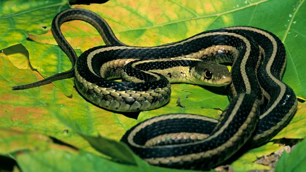 Snake on a large green leaf