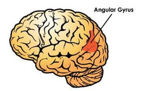 Illustration pinpointing the angular gyrus of the brain.