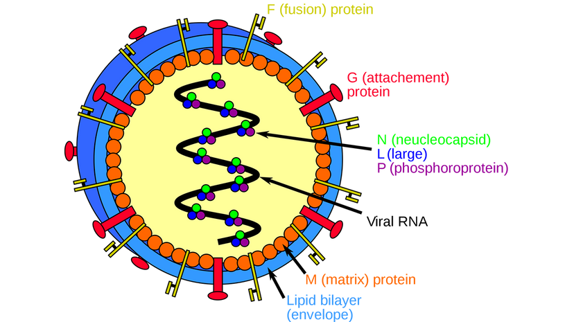 HIV virus