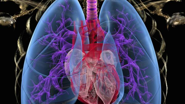 Transparent human chest showing heart and lungs