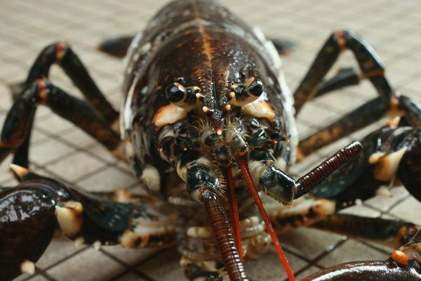 lobster closeup