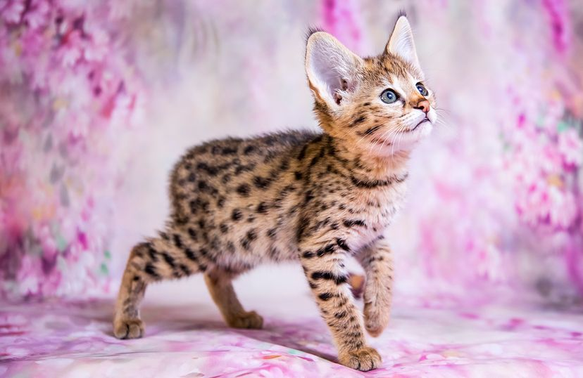 spotted kitten with big ears against pink and white background