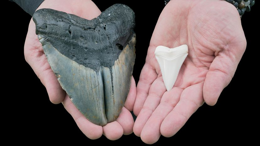 A megalodon tooth as large as a hand on the left and a shark tooth the size of a pinky on the right