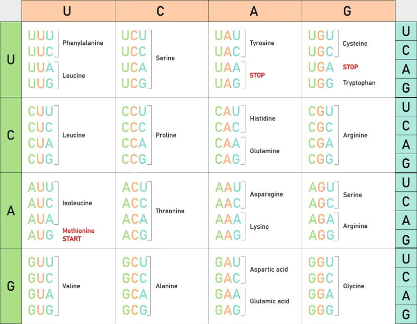 Genetic code table. From RNA codons to Amino Acid.